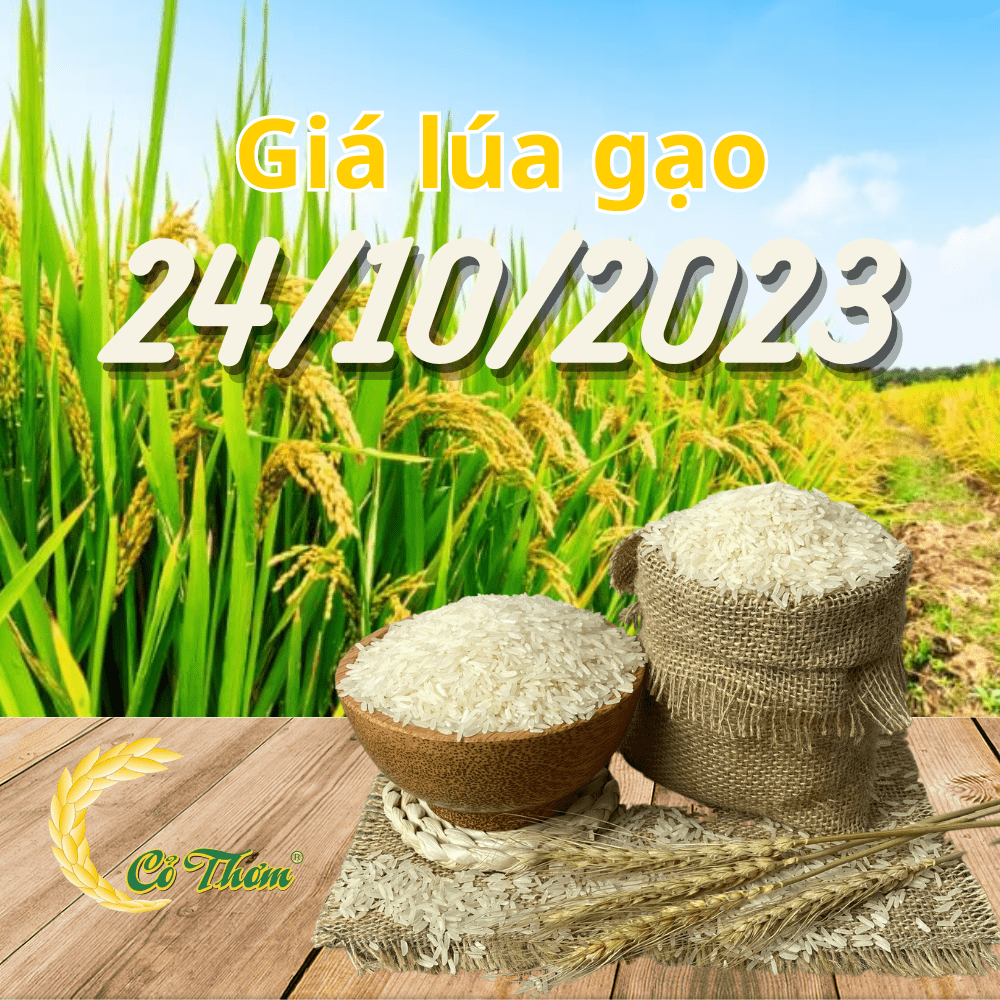 Cập nhật tình hình thị trường lúa gạo 24/10/2023: Thị trường nội địa ...