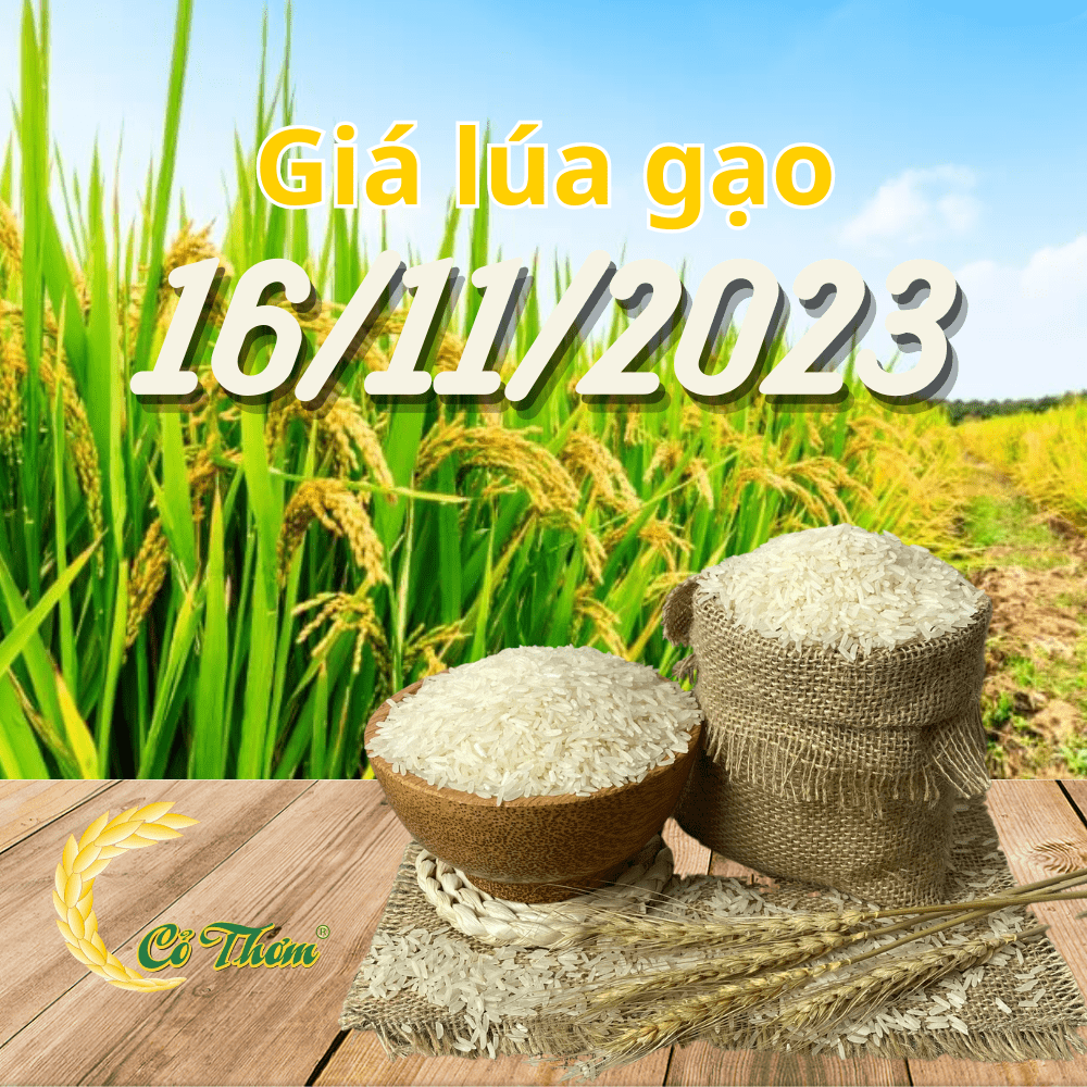 Giá lúa gạo hôm nay ngày 16/11: Giá lúa Thu Đông tăng 200 đồng/kg